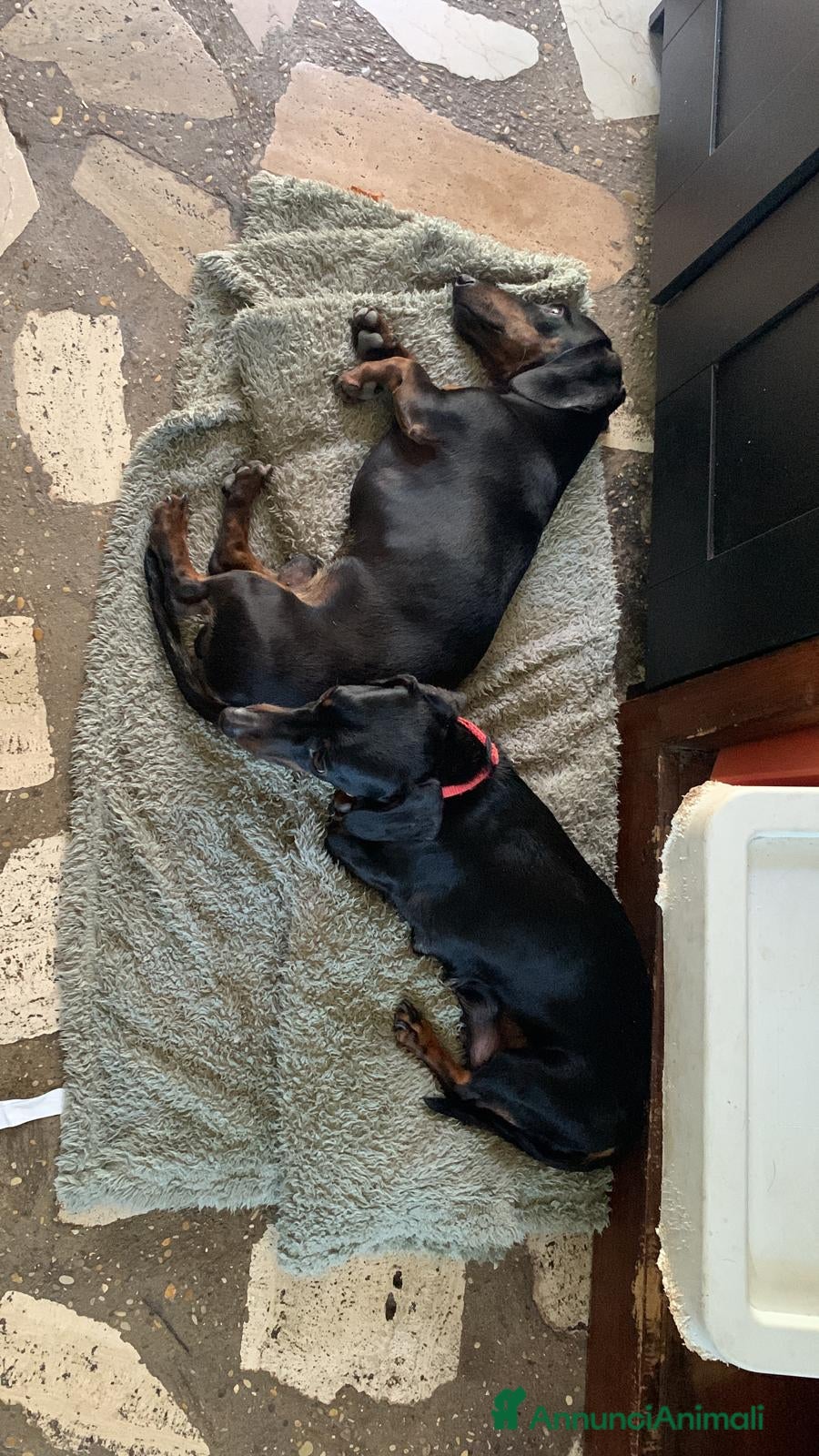 Bassotto cani  cuccioli di bassotto in vendita  - Annuncio 2