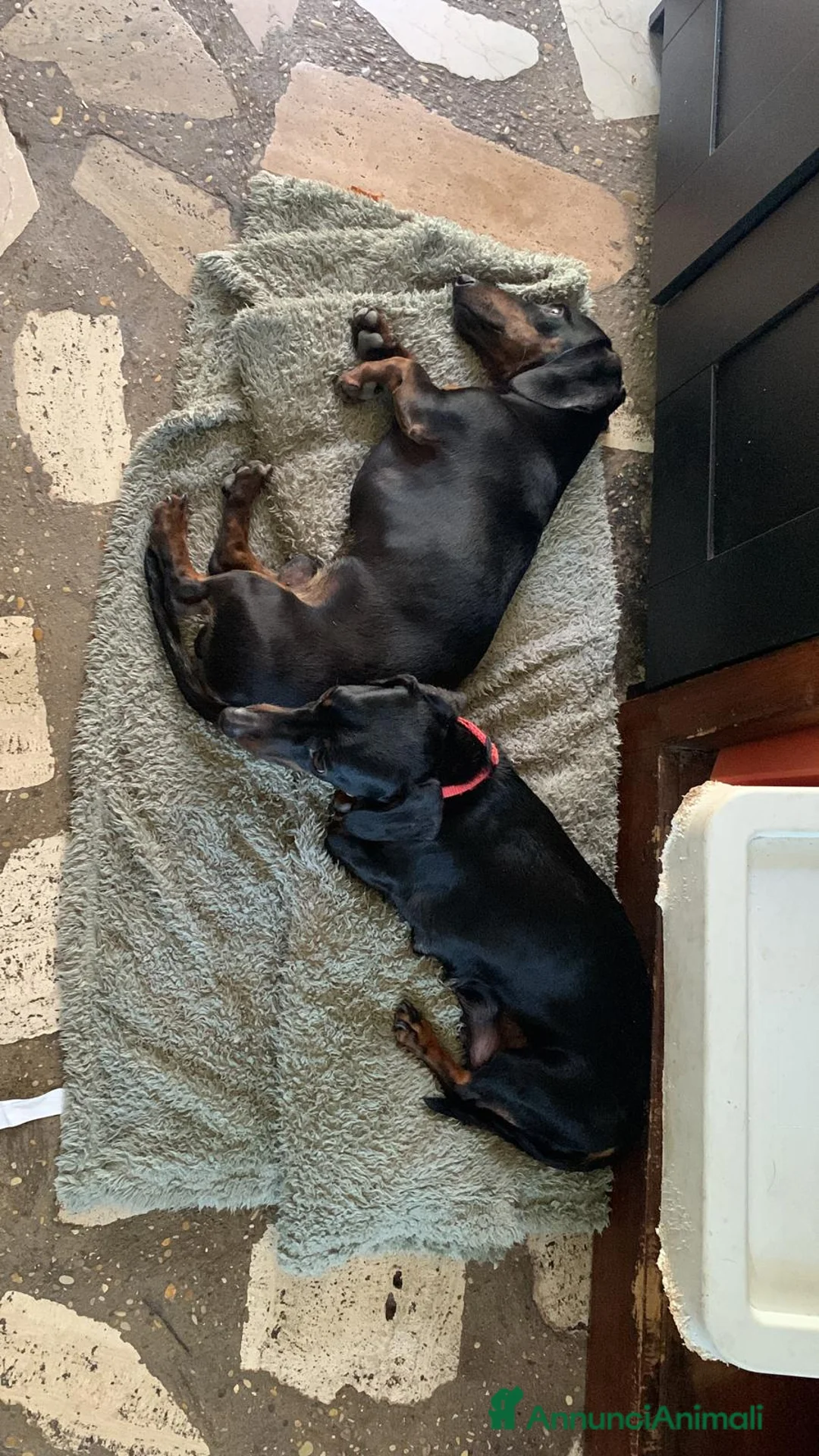 Bassotto cani in vendita:  cuccioli di bassotto in vendita  a Città metropolitana di Roma Capitale - Annuncio 2