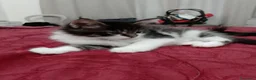 Maine Coon gatti in vendita: Maschietto MaineCoon : Aquila - Annuncio 6
