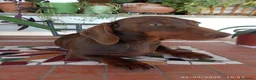 Bassotto cani in vendita: OCCASIONE IMPERDIBILE: Bassotto con Pedigree. - Annuncio 4