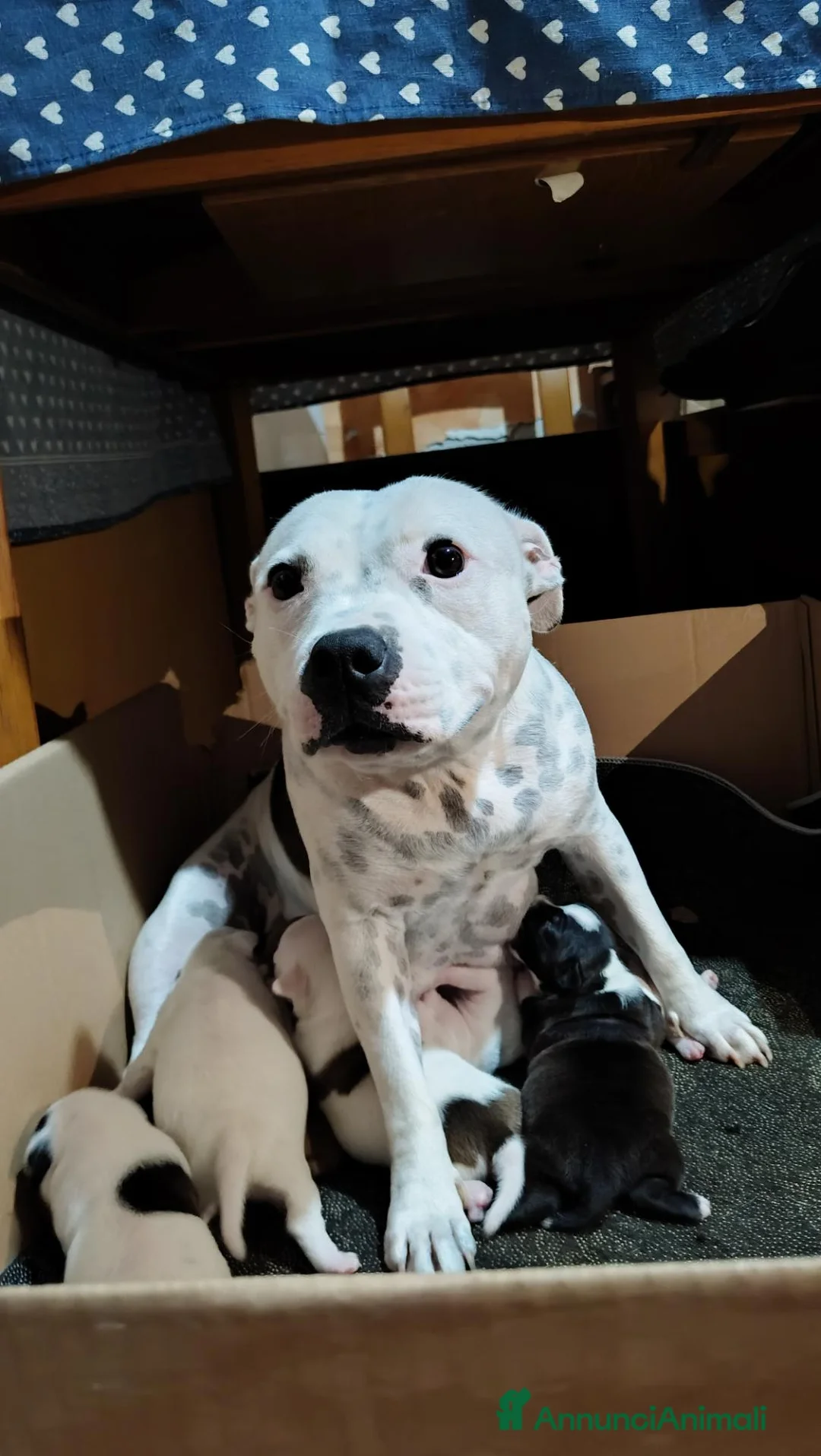 Staffordshire cani in vendita: Staffordshire bull terrier  - Annuncio 7