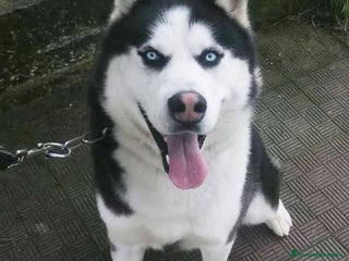 Husky cani BEN MERAVIGLIOSO HUSKY - Annuncio 1