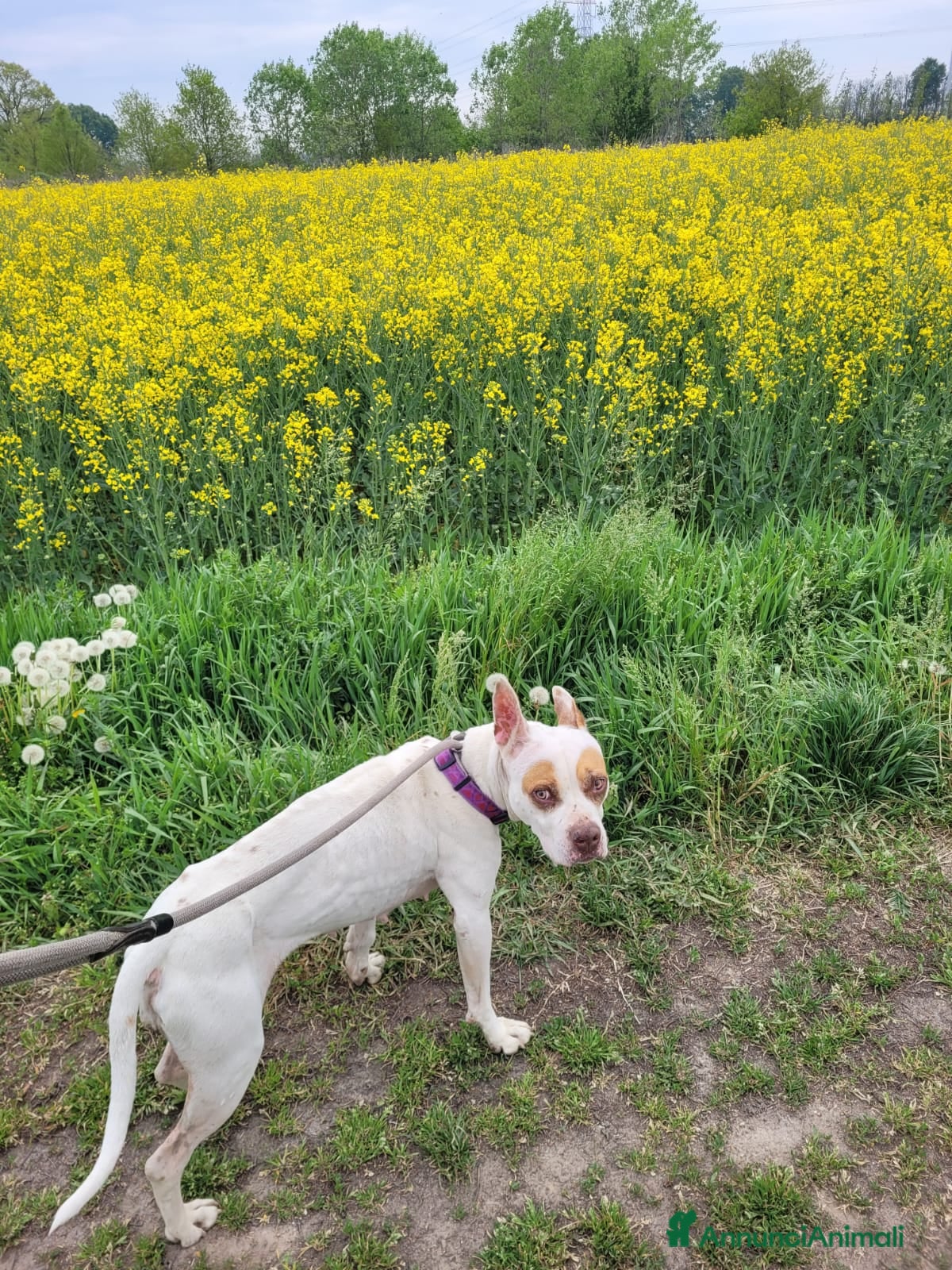 Meticcio cani STELLA - Annuncio 16