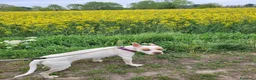 Meticcio cani in regalo: STELLA a Provincia di Pavia - Annuncio 1