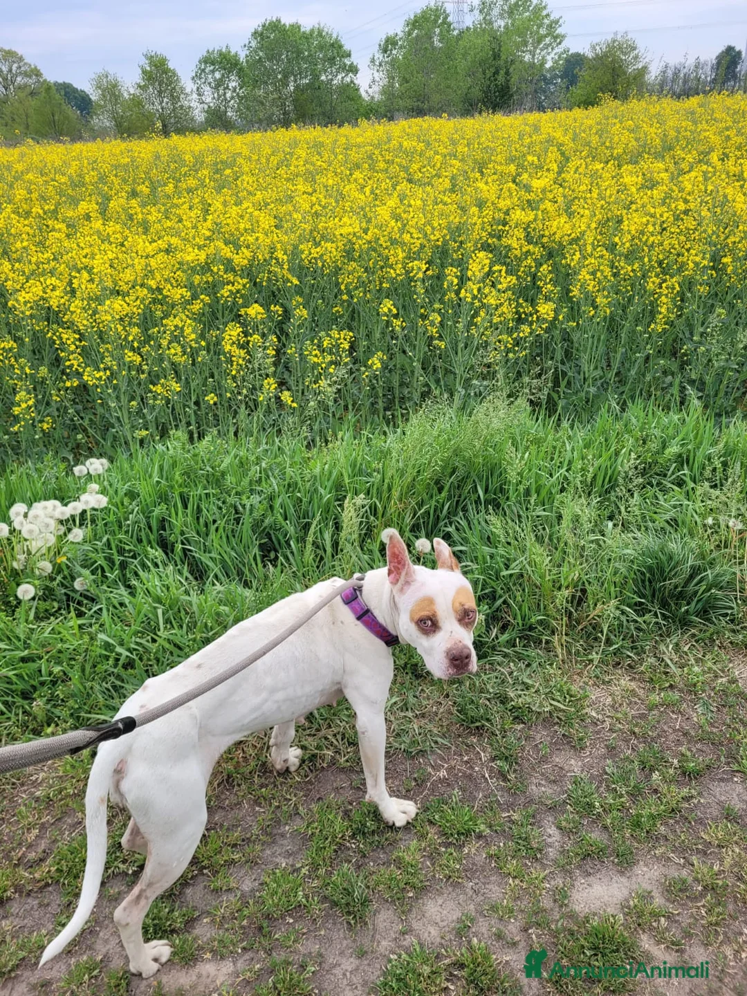 Meticcio cani in regalo: STELLA a Provincia di Pavia - Annuncio 1