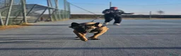 Pastore Belga cani per accoppiamento: Pastore belga malinois a Città Metropolitana di Torino - Annuncio 6