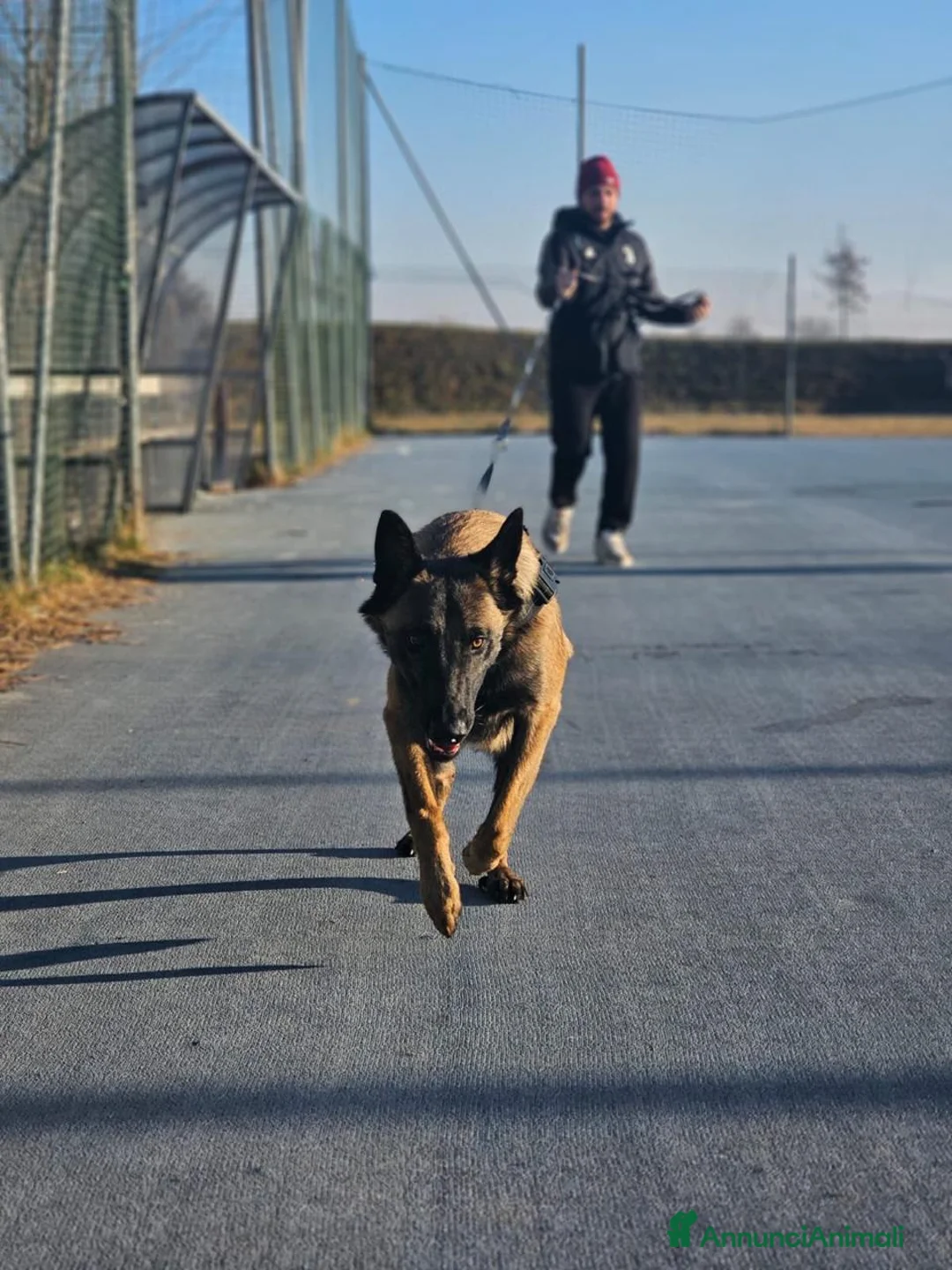 Pastore Belga cani per accoppiamento: Pastore belga malinois a Città Metropolitana di Torino - Annuncio 6