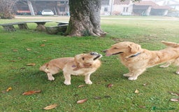 Golden Retriever cani in vendita: Vendesi cuccioli di Golden Retriever  a Provincia di Varese - Immagine 17