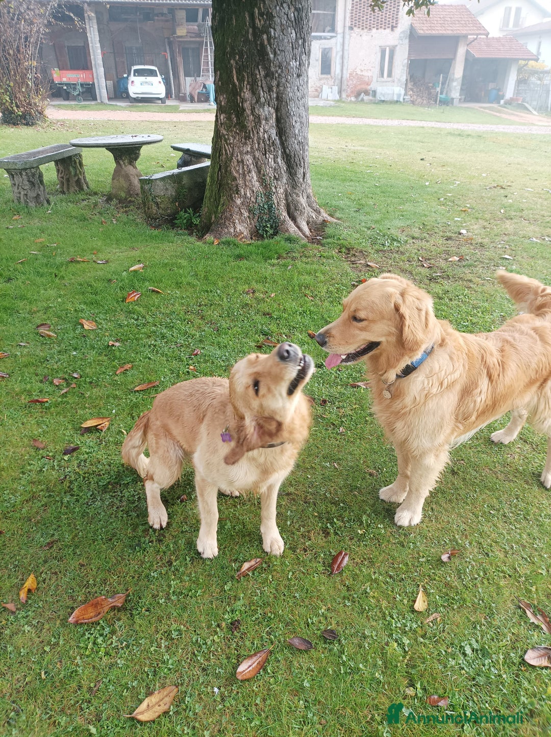 Golden Retriever cani in vendita: Vendesi cuccioli di Golden Retriever  a Provincia di Varese - Immagine 17