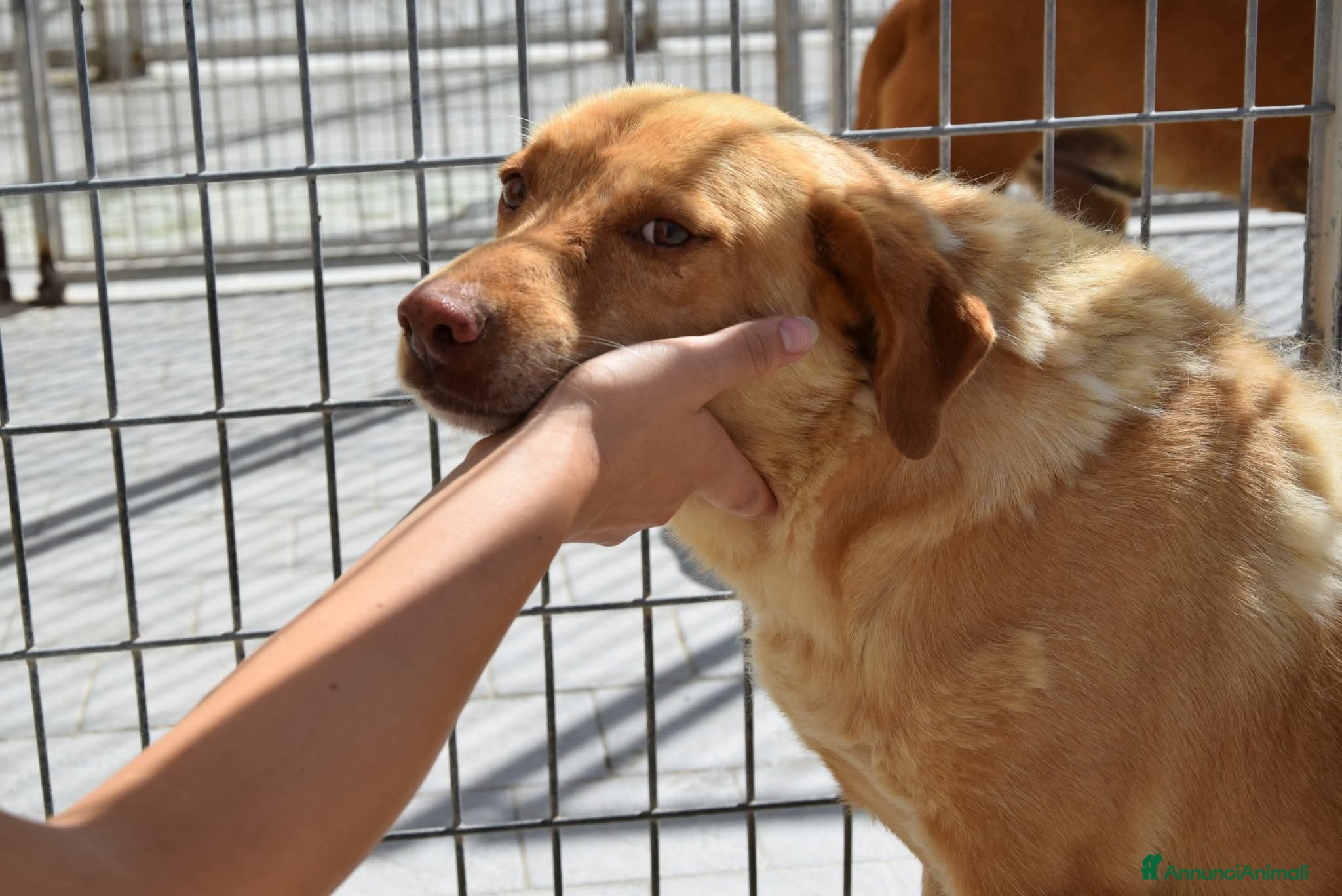 Meticcio cani 46 cani che spariranno in silenzio !!!! - Annuncio 2