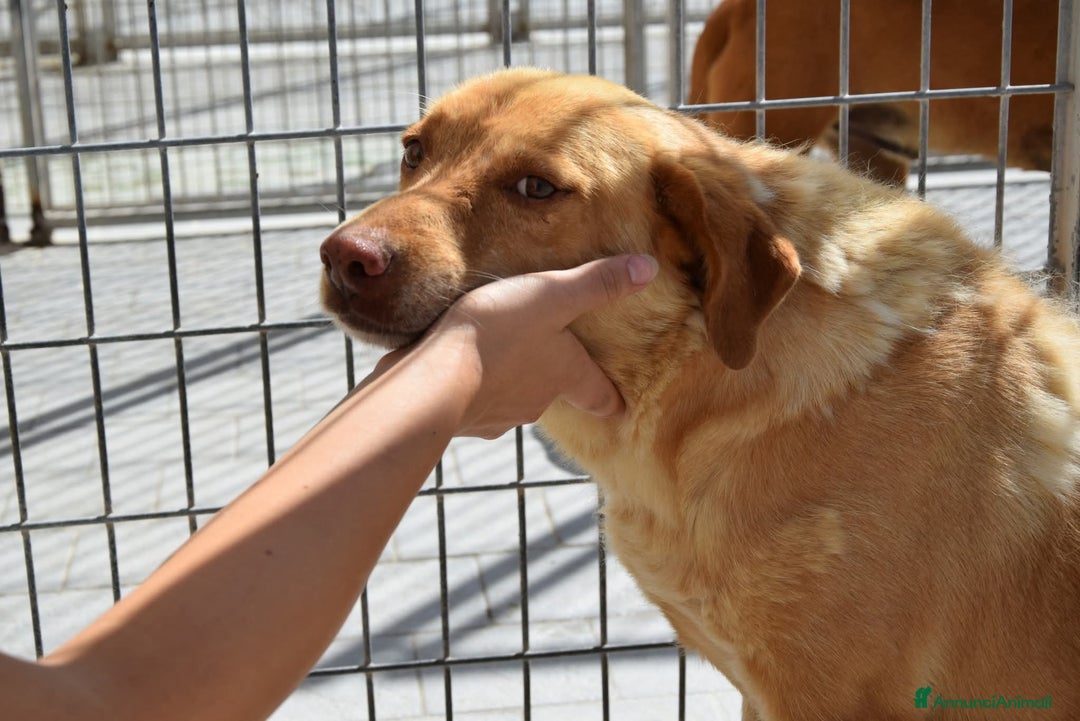 Meticcio cani in regalo: 46 cani che spariranno in silenzio !!!! - Annuncio 1