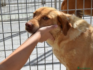 Meticcio cani 46 cani che spariranno in silenzio !!!! - Annuncio 2