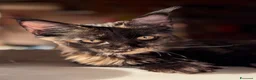 Maine Coon gatti in vendita: Cucciola Maine Coon Black tortie- Pedigree Anfi - Annuncio 5