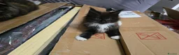 Maine Coon gatti in vendita: Maschio Maine Coon  - Annuncio 5