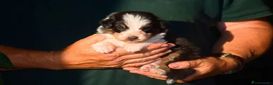 Australian Shepherd 5