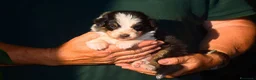 Australian Shepherd cani in vendita: Cuccioli di pastore australiano  - Annuncio 11