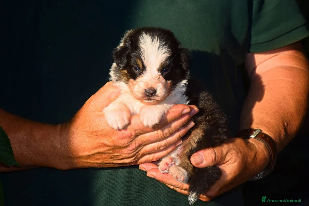 Australian Shepherd cani in vendita: Cuccioli di pastore australiano  - Annuncio 11