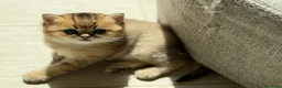 Scottish gatti in vendita: Scottish fold&straihgt - Annuncio 20