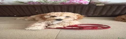 Barboncino cani in vendita: barboncino femmina  - Annuncio 2