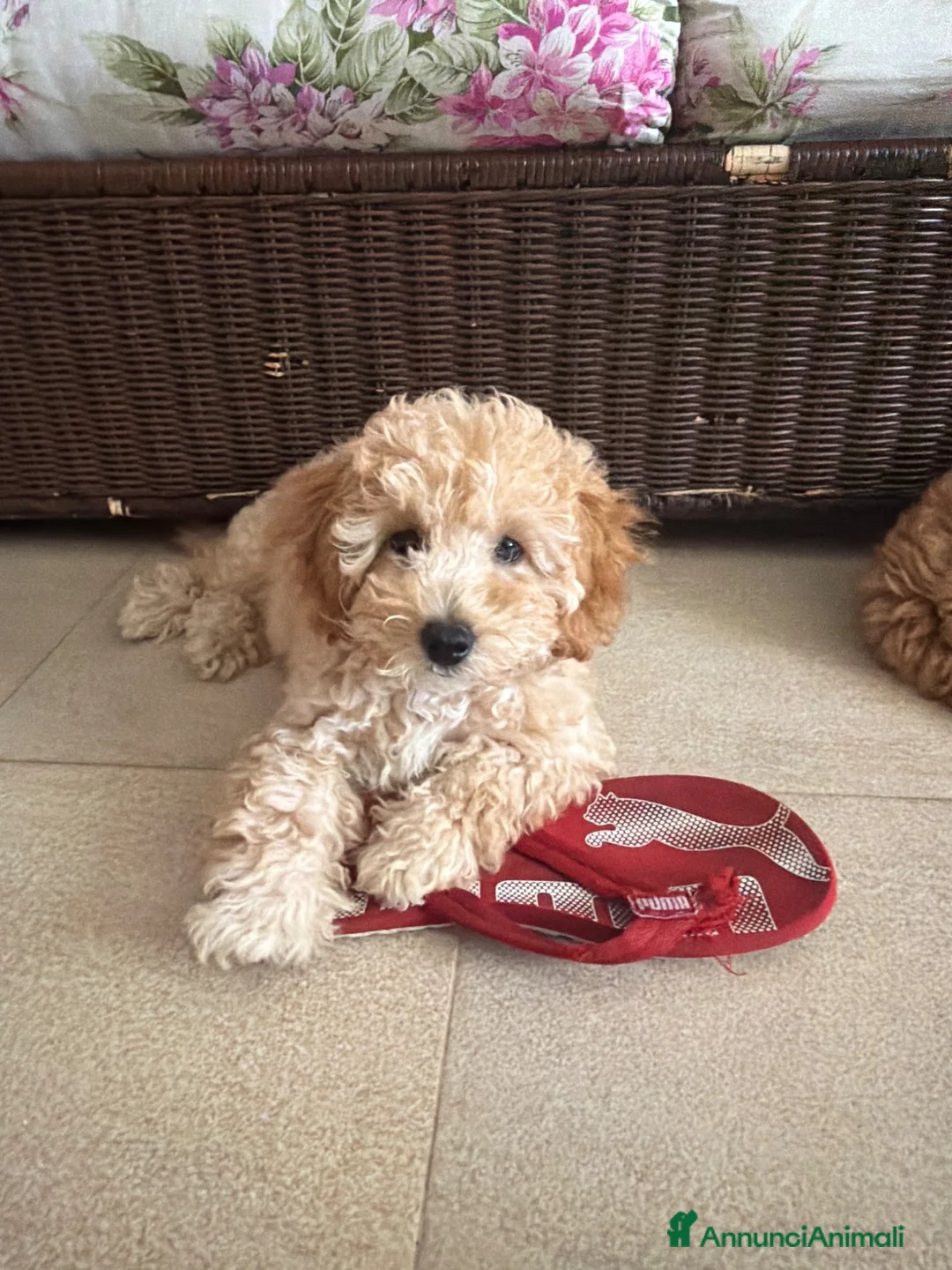 Barboncino cani in vendita: barboncino femmina  - Annuncio 2