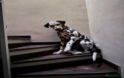 Dalmata cani per accoppiamento: Dalmata maschio per accoppiamento a Provincia di Viterbo - Immagine 6