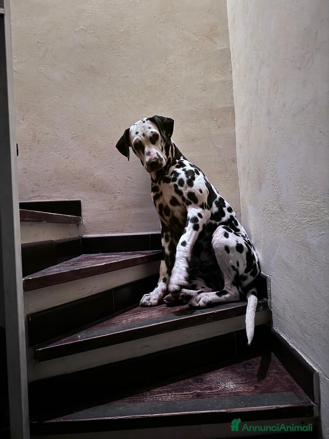 Dalmata cani per accoppiamento: Dalmata maschio per accoppiamento a Provincia di Viterbo - Immagine 6