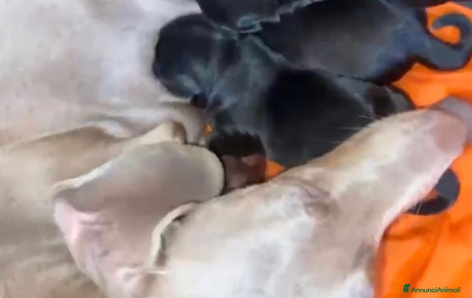 Meticcio cani Cuccioli incrocio BASSOTTO ISABELLA NANO  - Annuncio 1