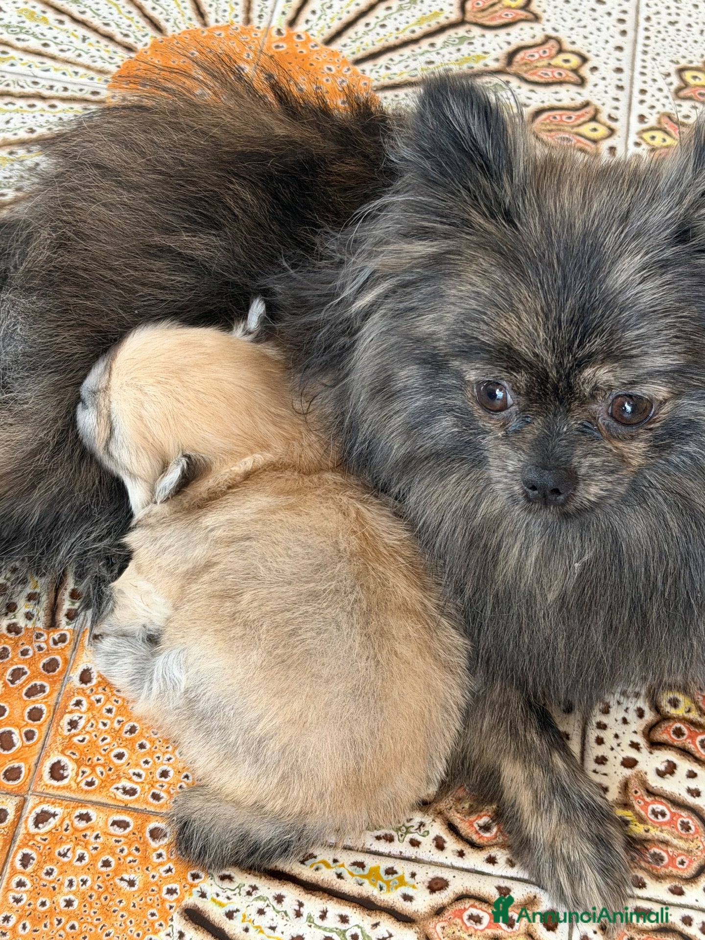 Volpino Pomerania cani Bellissima femmina di Pomerania nano - Annuncio 12