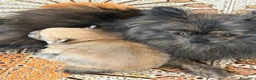 Volpino Pomerania cani in vendita: Bellissima femmina di Pomerania nano - Annuncio 1