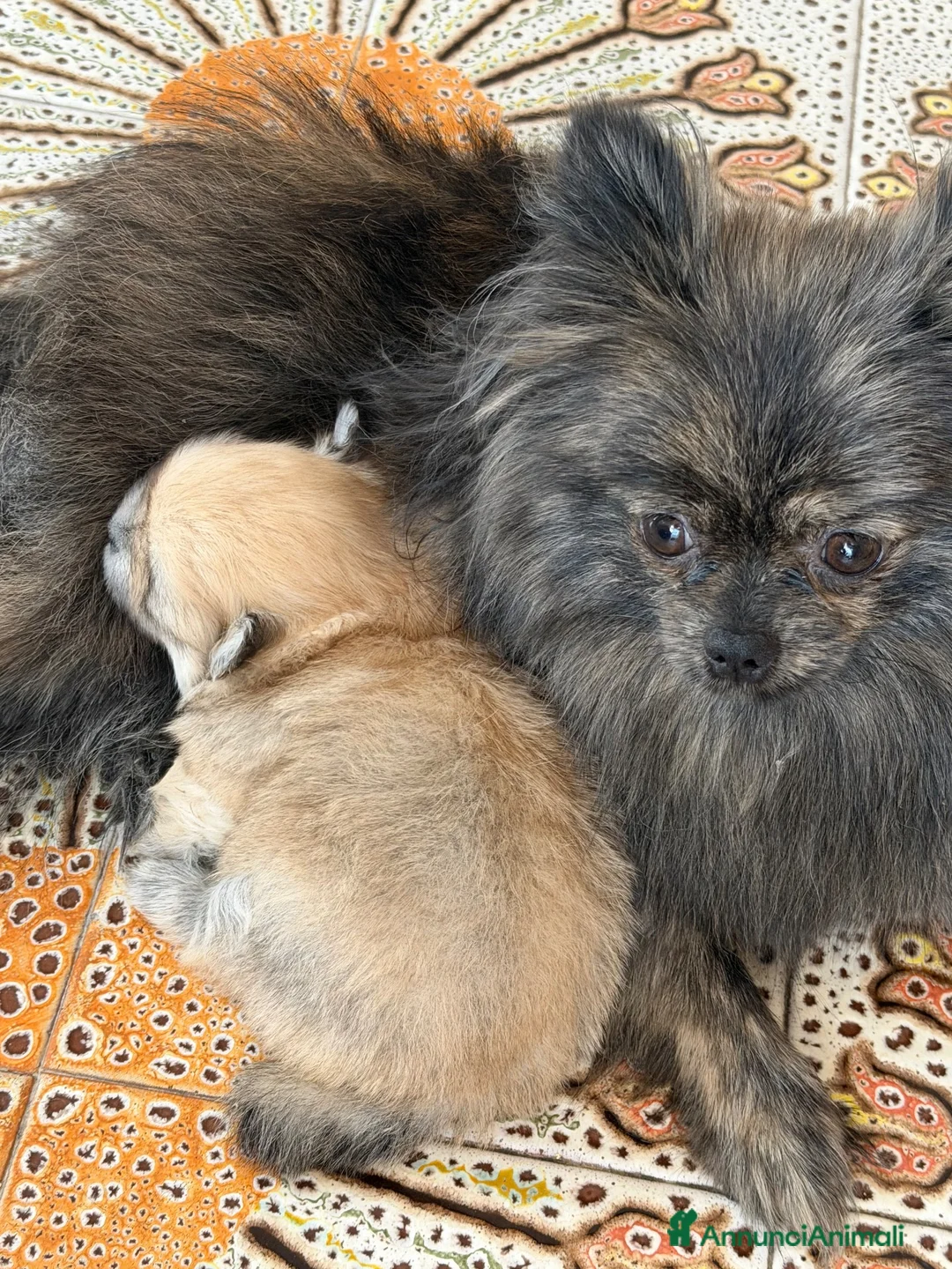 Volpino Pomerania cani in vendita: Bellissima femmina di Pomerania nano - Annuncio 1