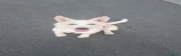 Meticcio cani in regalo: ADOZIONE URGENTISSIMA!  - Annuncio 6