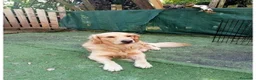 Golden Retriever cani in vendita: Golden Retriever  - Annuncio 3