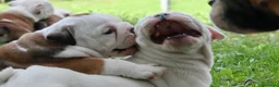 Bulldog cani in vendita: Cuccioli Bulldog Inglese con Pedigree - Annuncio 13