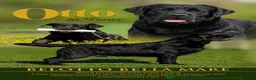 Labrador cani in vendita: Cucciolo labrador Retriever total black - Annuncio 4