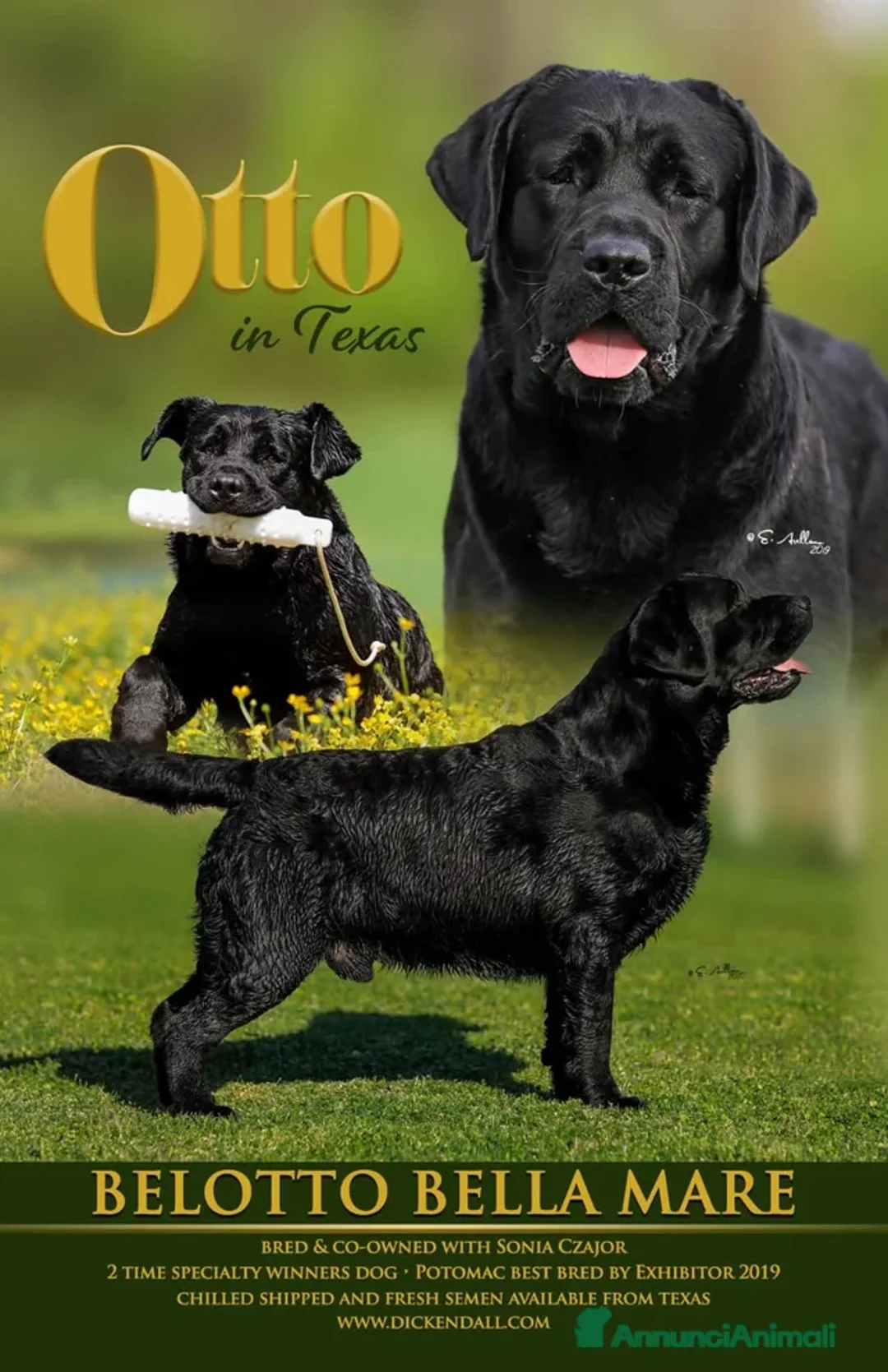 Labrador cani in vendita: Cucciolo labrador Retriever total black - Annuncio 4