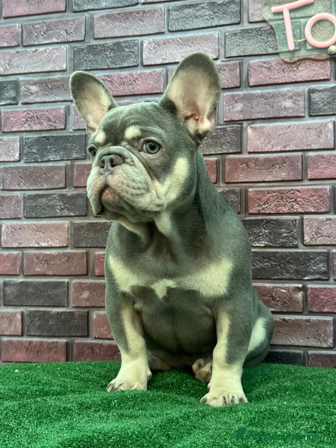 Bulldog Francese cani in vendita: Bulldog francese  a Città Metropolitana di Napoli - Annuncio 2