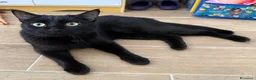 Meticcio gatti in regalo: SIMBA E MEI .. MICI di 5 anni  - Annuncio 5
