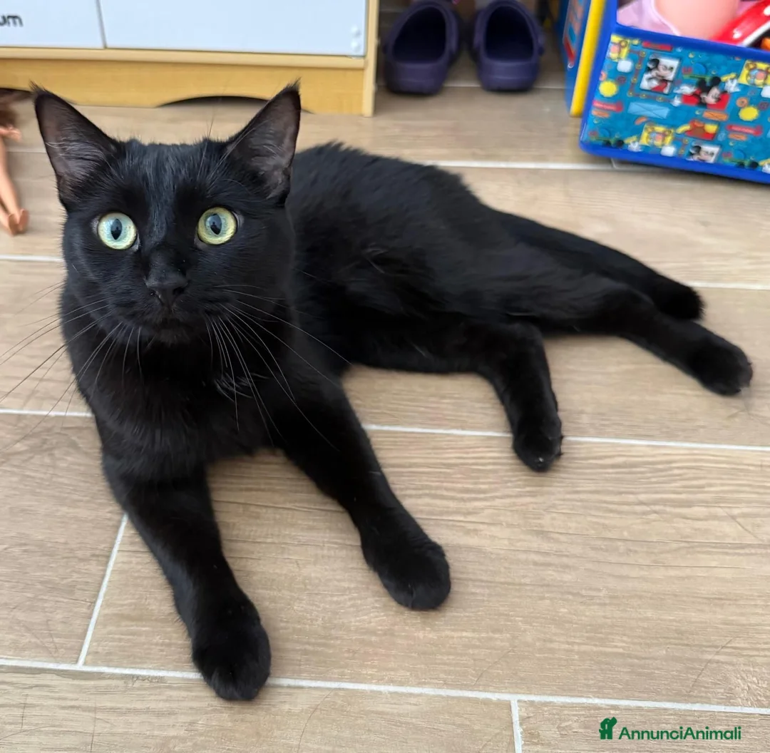 Meticcio gatti in regalo: MEI MICIA NERA DI 5 ANNI  - Annuncio 3