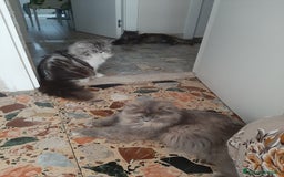 Persiano gatti in vendita: Gattini persiano bicolore a Città metropolitana di Messina - Immagine 20