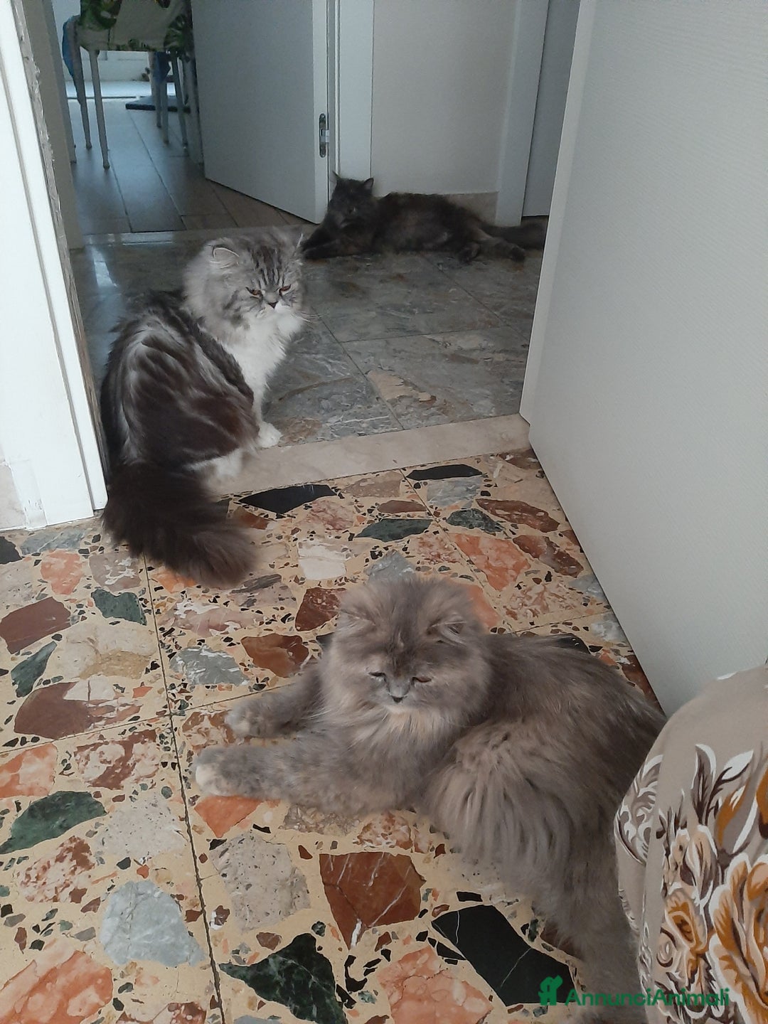Persiano gatti in vendita: Gattini persiano bicolore a Città metropolitana di Messina - Immagine 20
