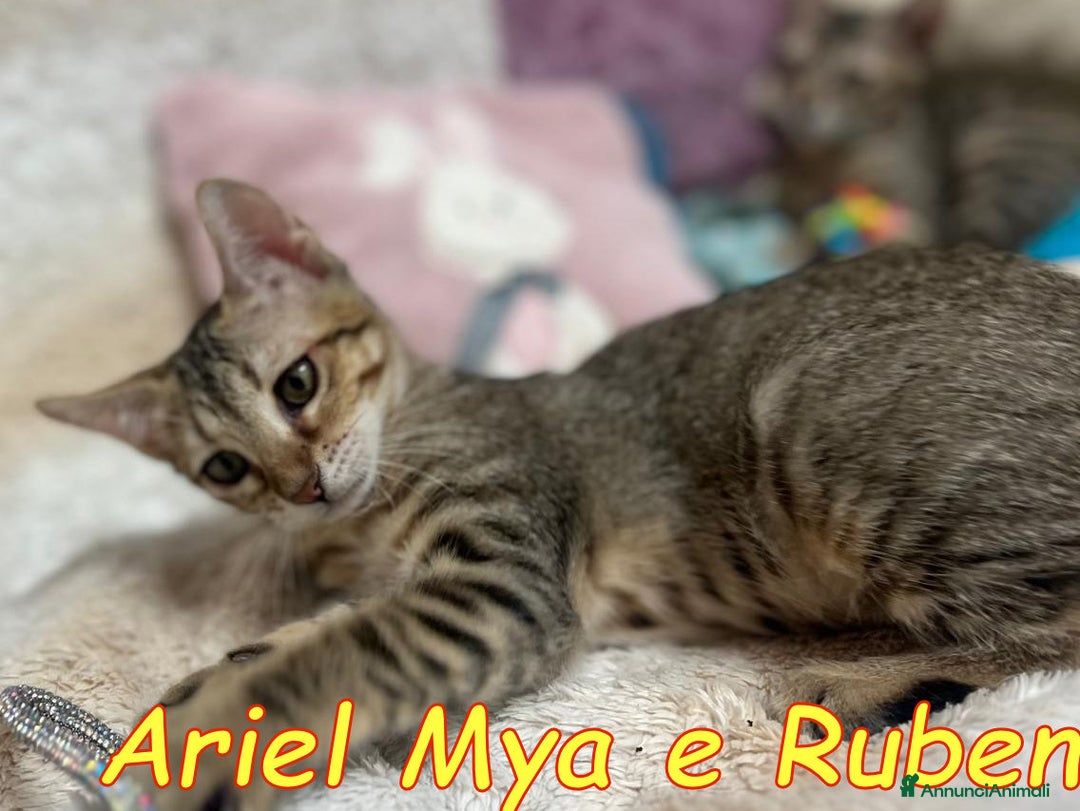 Europeo gatti in regalo: TRE GATTINI DOLCISSIMI CERCANO CASA - Annuncio 10