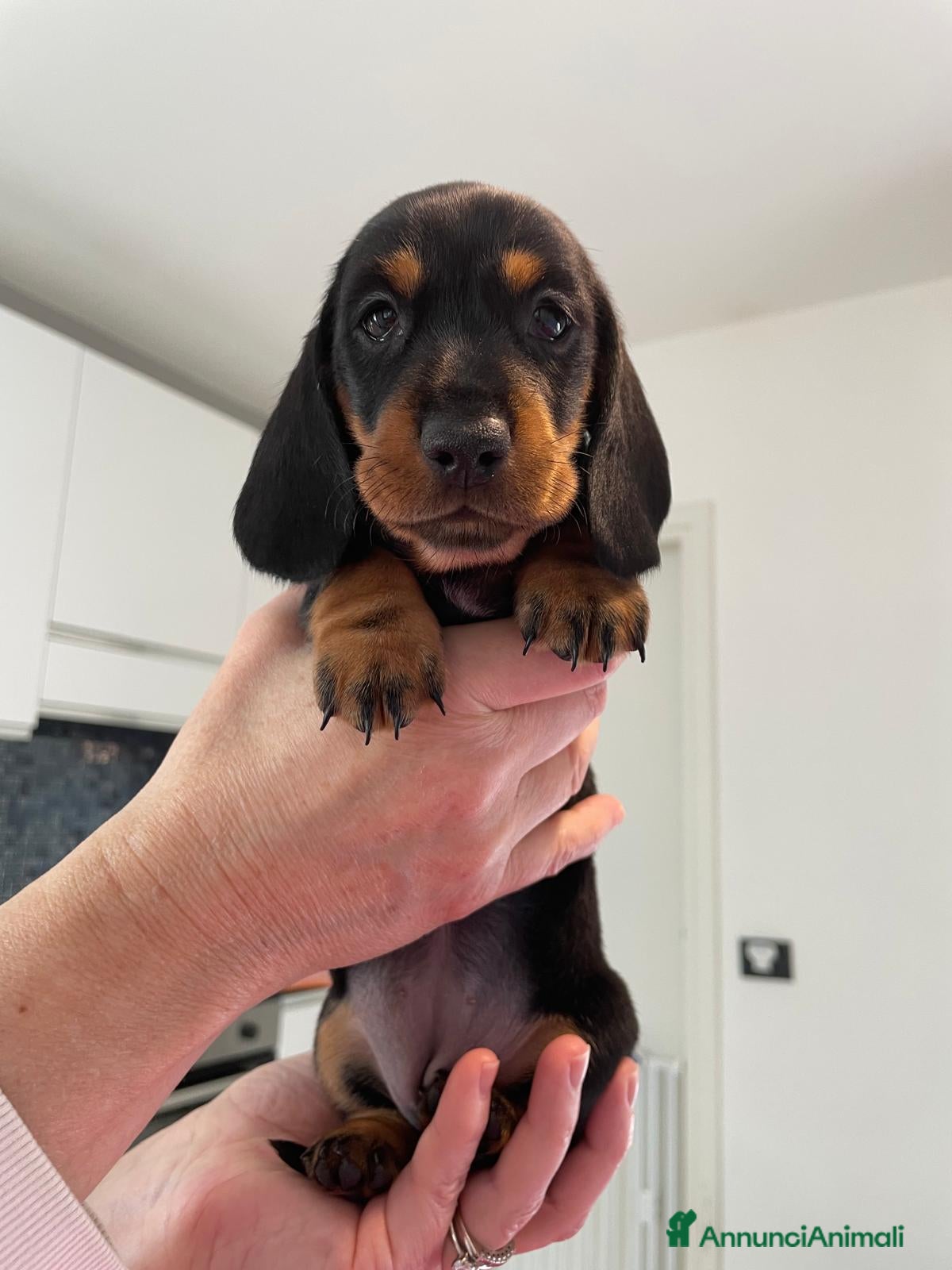 Bassotto cani Bassotti Tedeschi Nani a Pelo Corto-Pedigree  - Annuncio 5