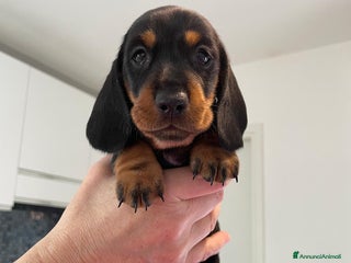 Bassotto cani Bassotti Tedeschi Nani a Pelo Corto-Pedigree - Annuncio 5