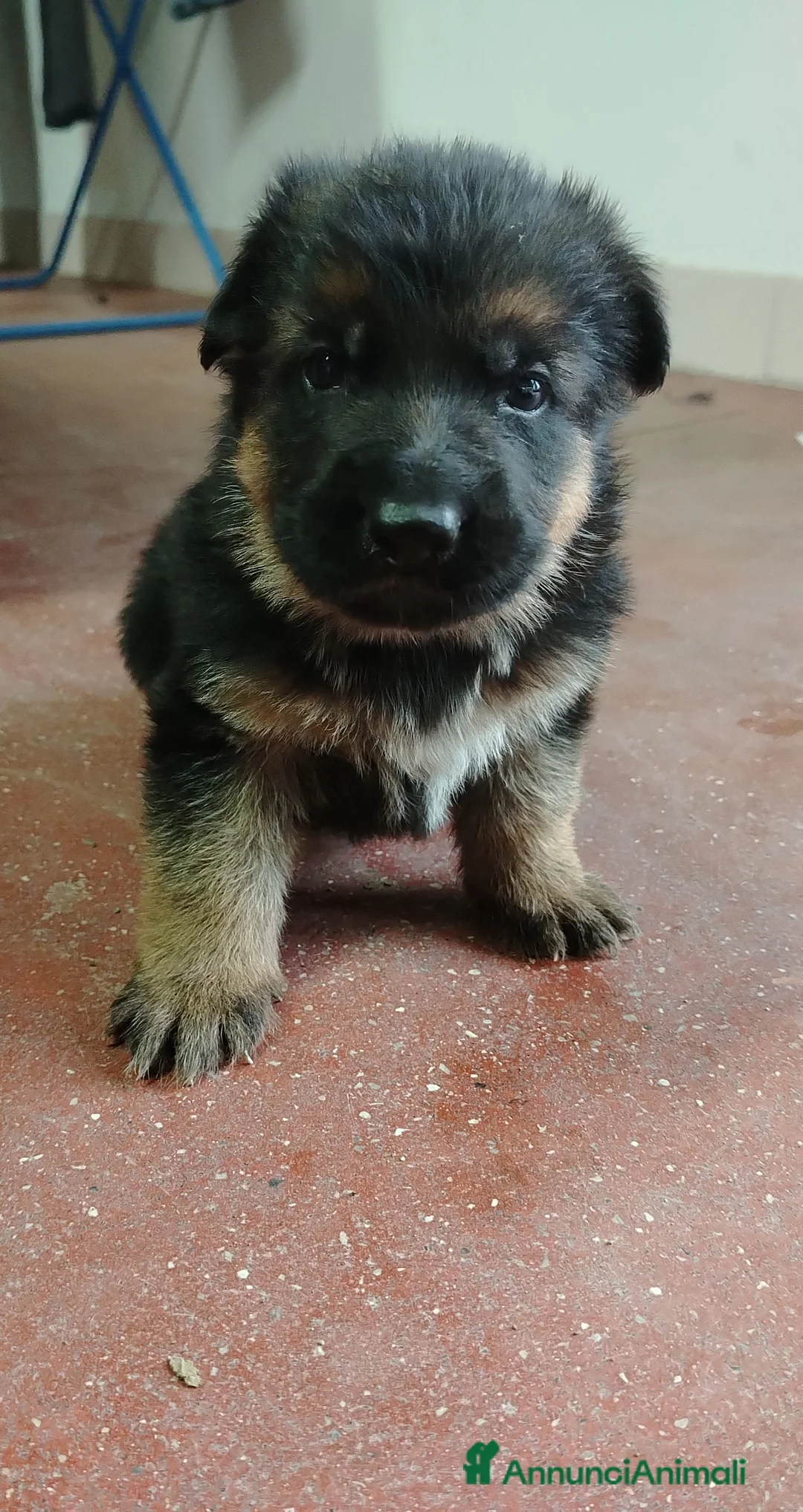 Pastore Tedesco cani in vendita: Pastore tedesco  - Annuncio 3