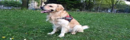 Golden Retriever cani per accoppiamento: Golden Retriver per accoppiamento - Annuncio 3