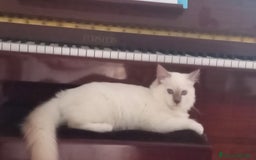 Sacro di Birmania gatti in vendita: Cuccioli di Sacro di Birmania  - Immagine 5