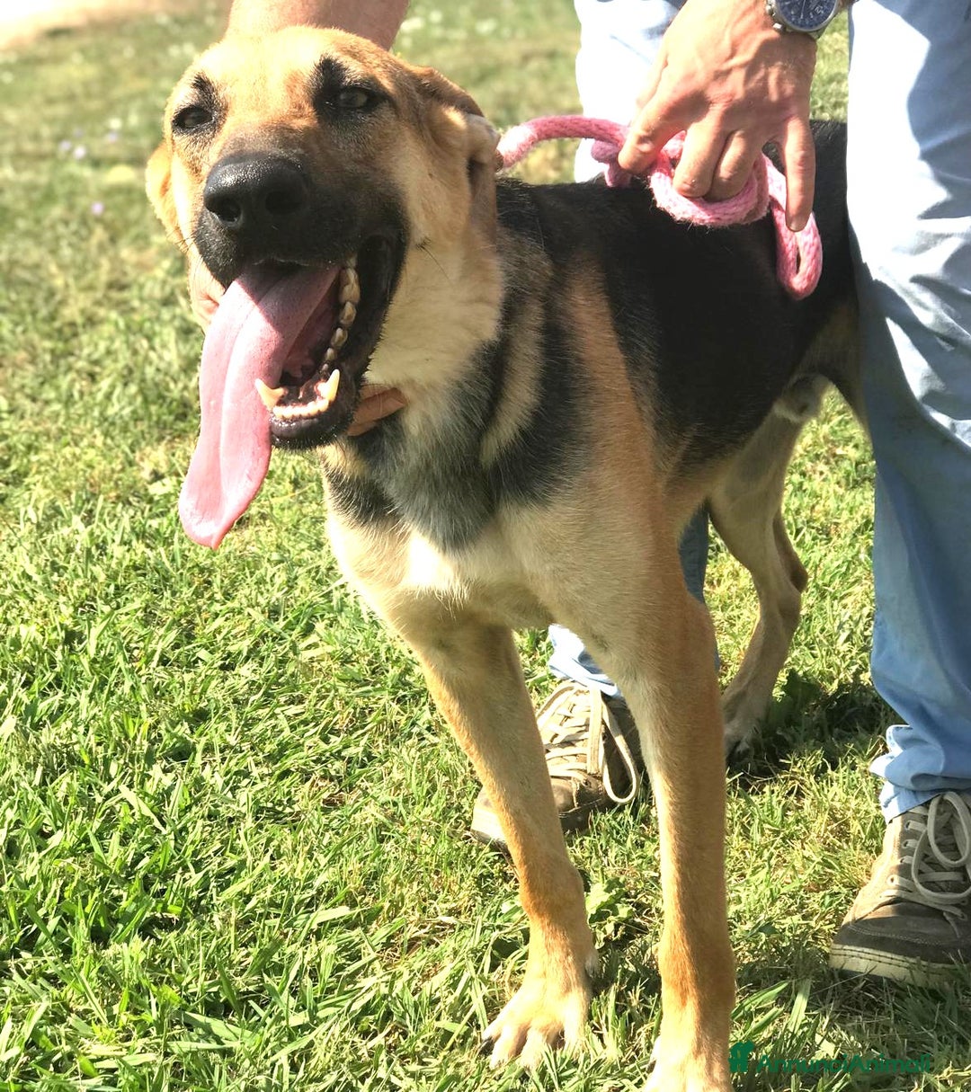 Pastore Tedesco cani in regalo: SEGGHIO derivato pastore tedesco - in adozione a Provincia di Latina - Annuncio 3