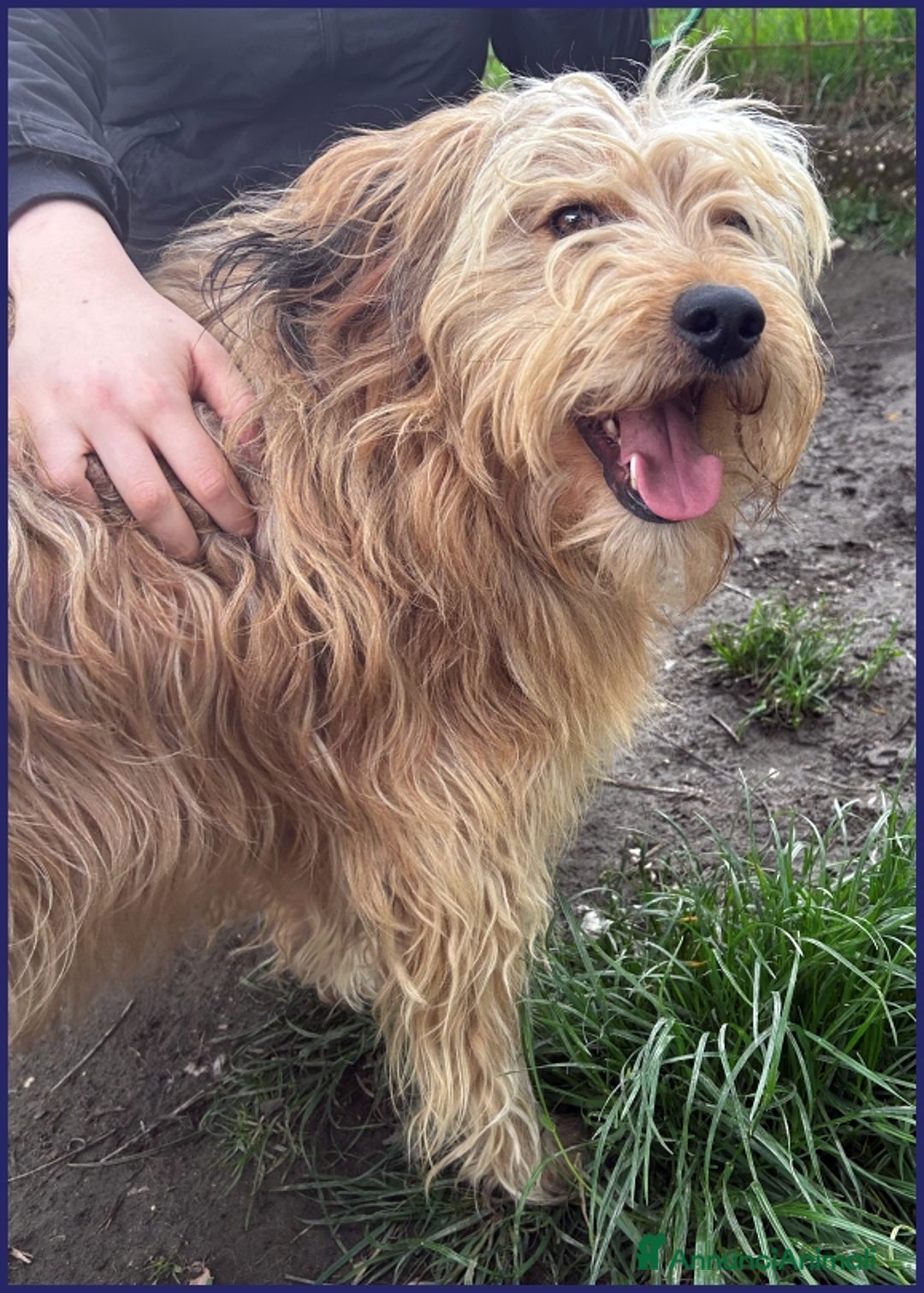 Spinone cani in regalo: FANGO DOLCE SPINONCELLO 2-3 ANNI SOGNA LA GIOIA DI a Città metropolitana di Milano - Annuncio 4