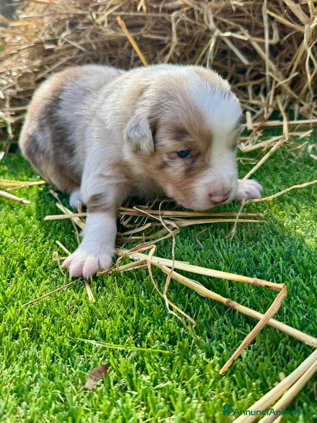 Australian Shepherd cani in vendita: Vendesi Cuccioli di Pastore Australiano  RED MERLE - Annuncio 9