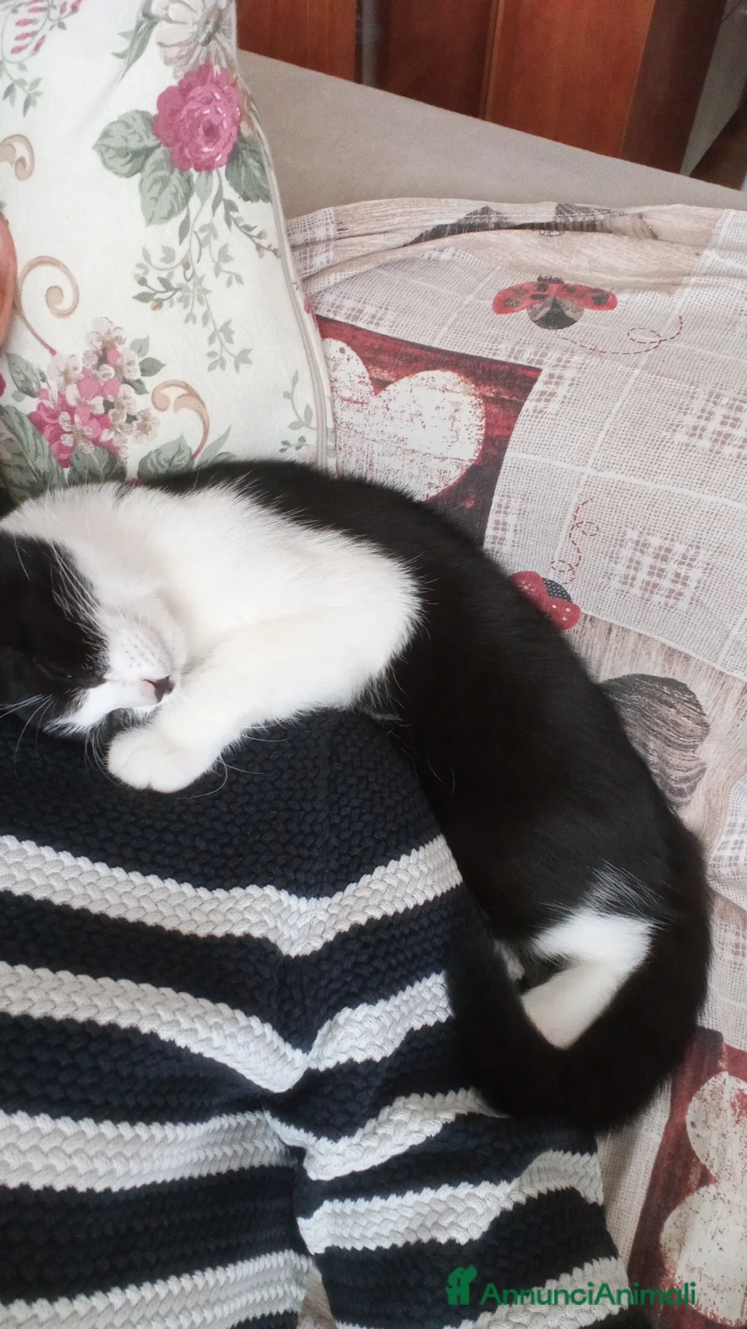 Altre razze gatti in regalo: Gattino in donazine - Annuncio 5